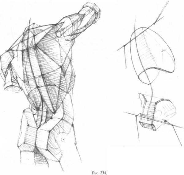 Мышцы торса Баммес