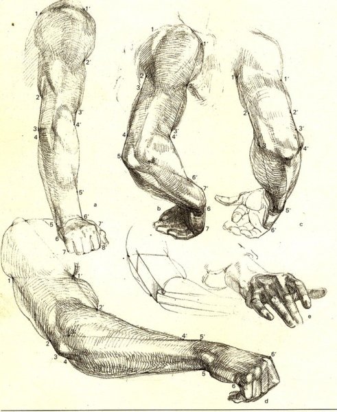 Готфрид Баммес руки