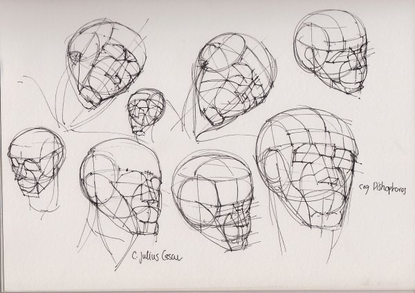 Пропорции головы человека Рыжкин