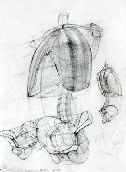 Анатомия Баммеса скелет