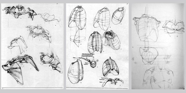 Плечевой пояс анатомия Баммес