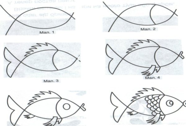 Строение рыбы окунь