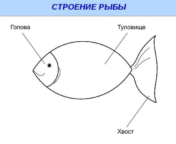 Строение частей тела рыбы Судак