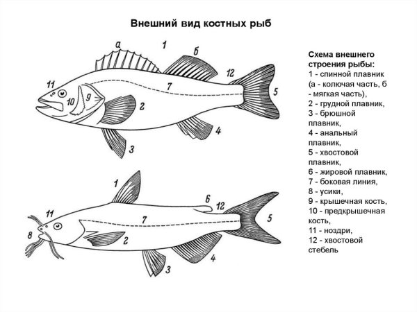 Внутренне строение рыбы схема