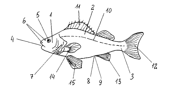 Рисование рыбки поэтапно для детей