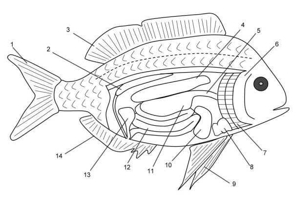 Поэтапное рисование рыбы