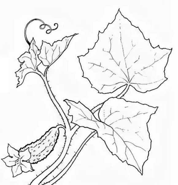 Лист огурца рисованный
