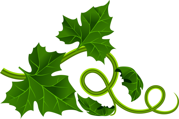 Листья тыквы