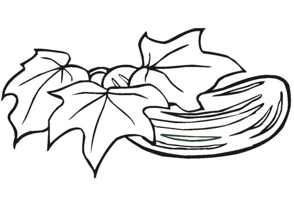 Лист кабачка раскраска