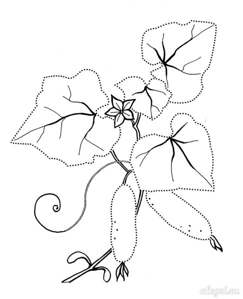 Лист огурца на белом фоне