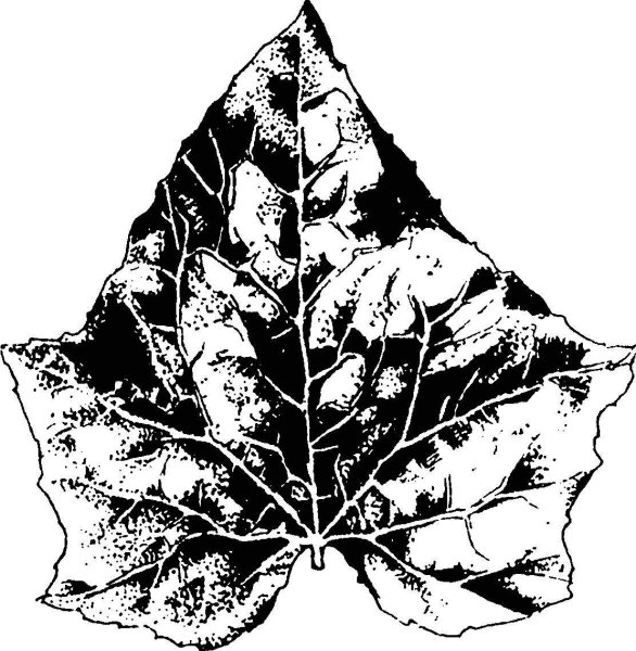 Трафареты виноградных листьев