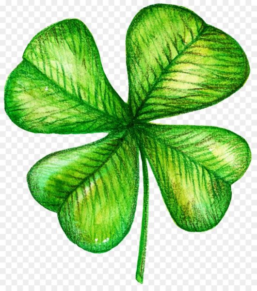 Клевер четырёхлистник