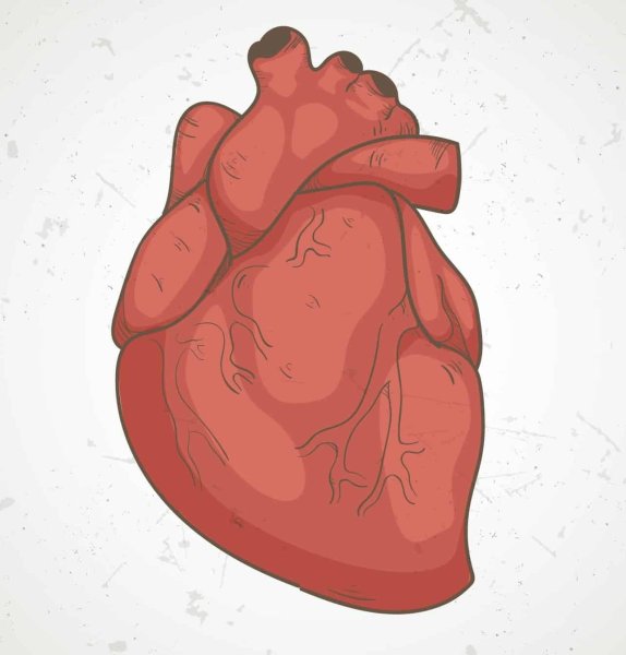Сердце нарисовать человеческое