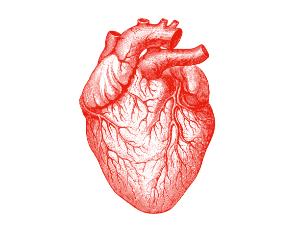 Сердце рисунок