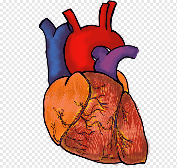 Сердце на белом фоне настоящее