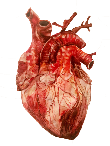 Человеческое сердце контур