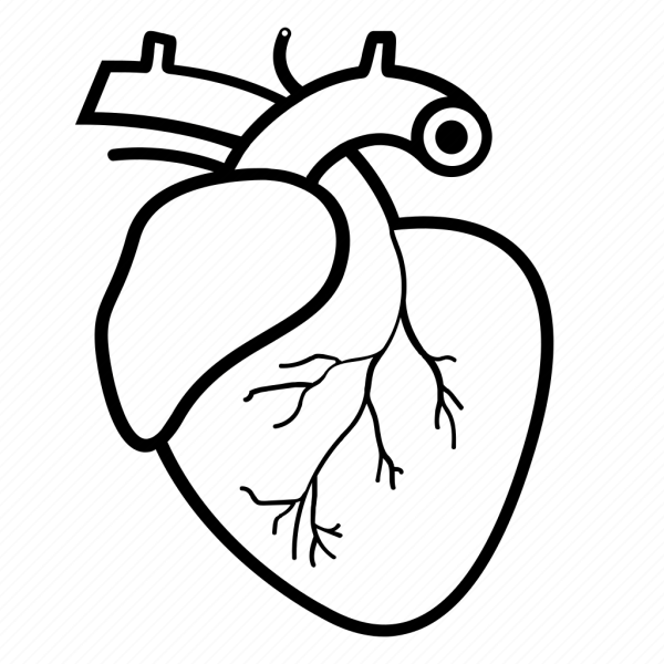 Анатомическое сердце с глазками