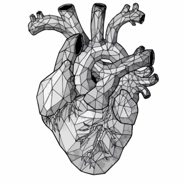 Внутренние органы человека сердце
