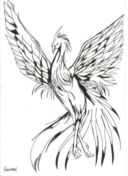 Феникс карандашом для срисовки