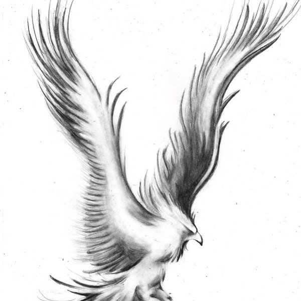 Птица эскиз
