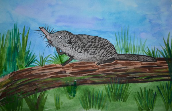 Присурский заповедник выхухоль