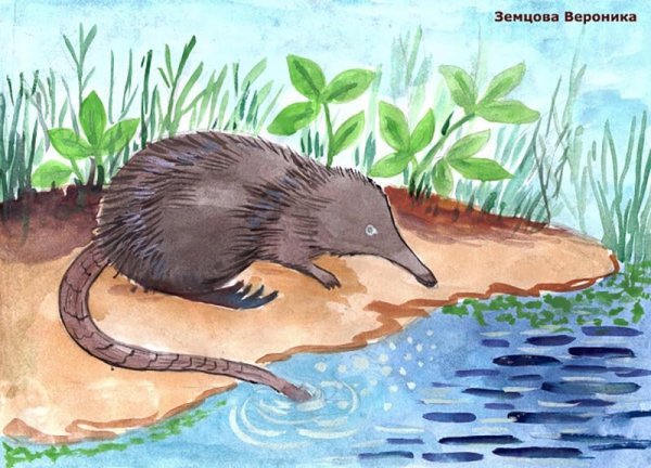 Нарисовать выхухоль