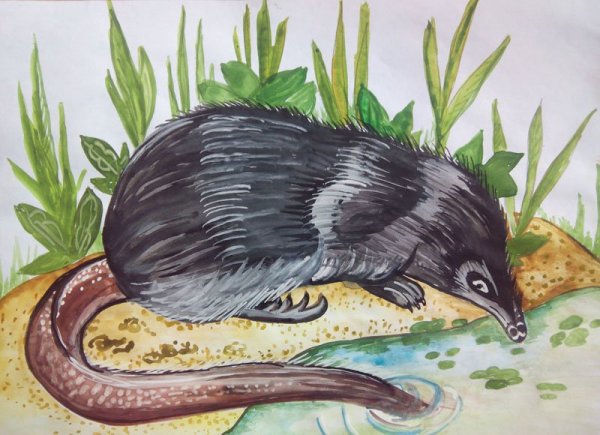 Обыкновенная выхухоль рисунок