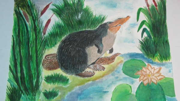 Нарисовать выхухоль