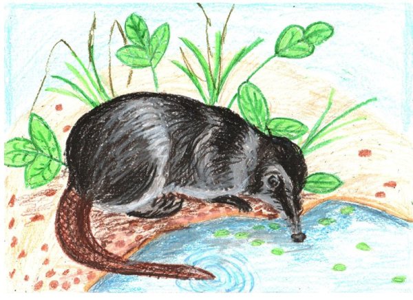 Нос выхухоли