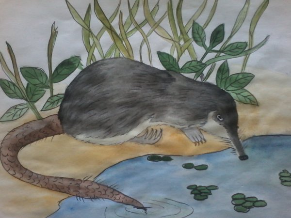 Русская выхухоль