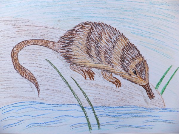 Русская выхухоль