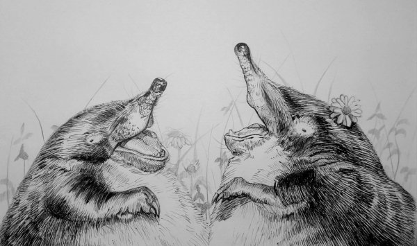 Жилище выхухоли