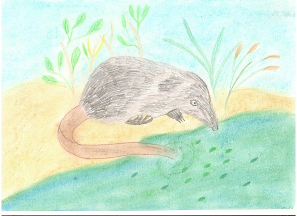 Выхухоль род