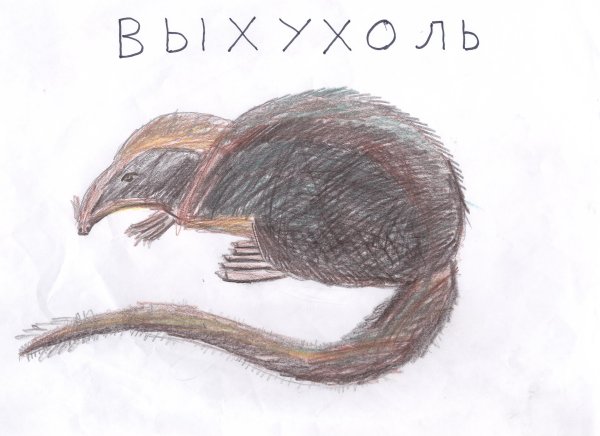 Выхухоль Болотная