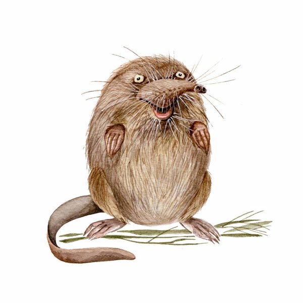 Бородатая выхухоль