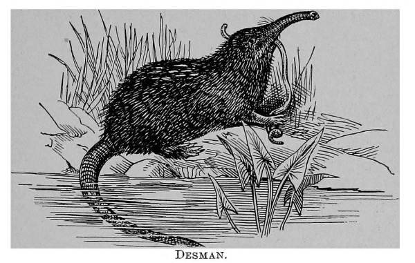 Desmana moschata рисунок