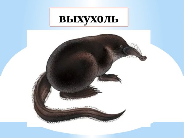 Выхухоль рисование