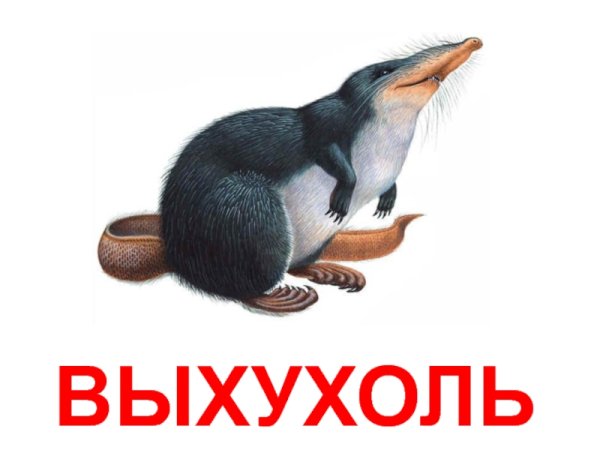 Русская выхухоль рисунок