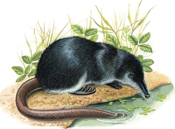 Выхухоль (Desmana moschata)