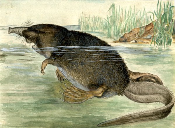 Выхухоль картинки