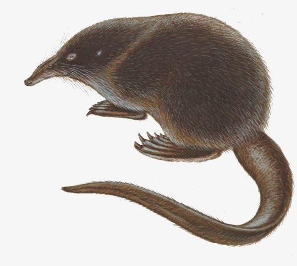 Русская выхухоль Desmana moschata Linnaeus, 1758