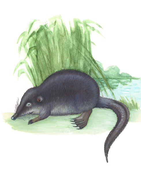 Русская выхухоль (Хохуля)