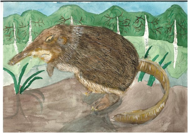 Русская выхухоль