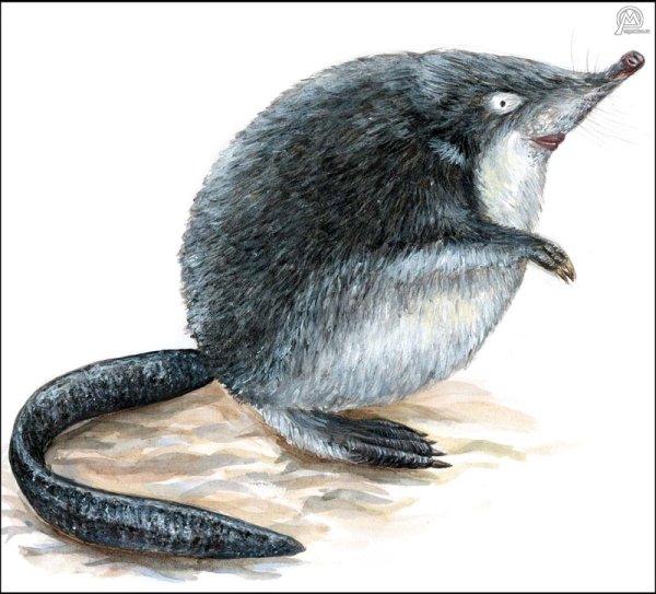 Русская выхухоль