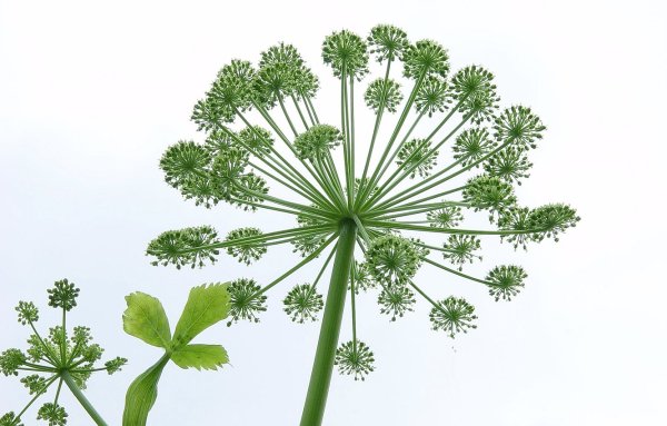 Башкирский орнамент Кускар