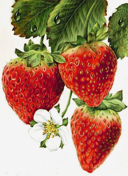 Клубника на белом фоне