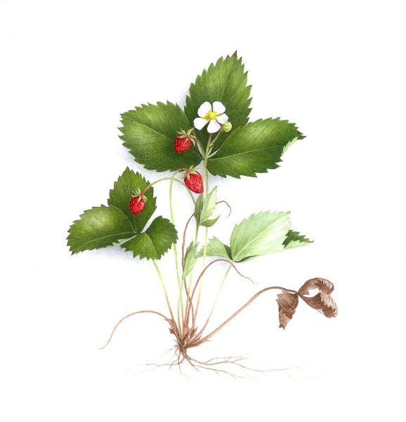 Клубника мультяшная