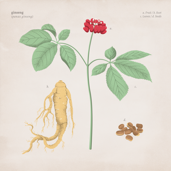 Женьшень обыкновенный Panax Ginseng