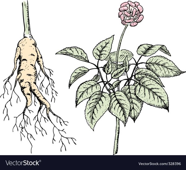 Женьшень раскраска