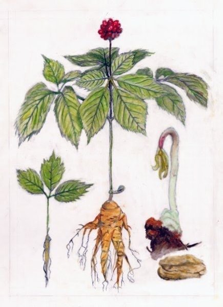 Женьшень Ботаническая иллюстрация